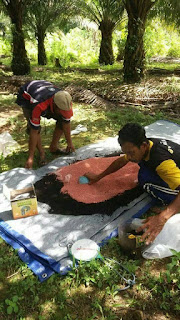 pupuk sawit unggul, pupuk kelapa sawit berkualitas, pupuk sawit terbaik, pupuk buah sawit, pupuk tanaman sawit, pupuk pohon kelapa sawit, agen pupuk sawit nasa