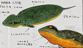 Tsuchinoko