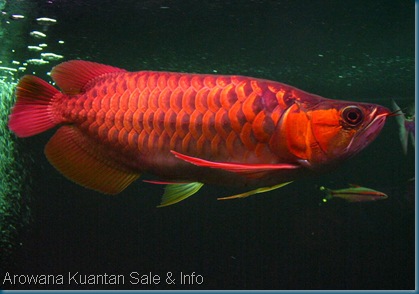 red nr1 arowana