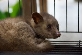 Musang Jadi Galak Di Malam Hari