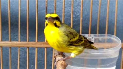 4 Suara burung yang cocok buat isian burung kenari 