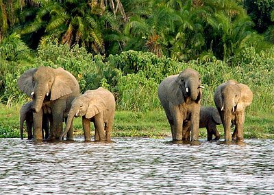 Rubondo Island National Park