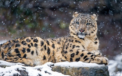 snow leopard wallpaper hd free download