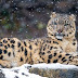 snow leopard wallpaper hd free download