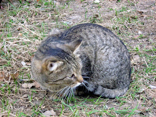 Sad-Eyed Brown Mackerel Tabby Old Cat