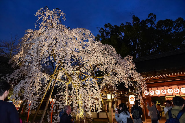 日本京都平野神社櫻花 枝垂櫻