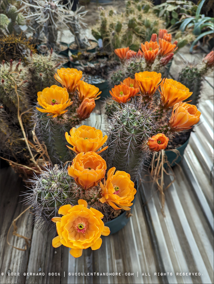 Cactus Flower Extravaganza In Pink