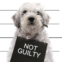 bad-dog