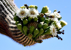 Saguaros start blooming in May and fruit mid-summer. Their large milky-white flowers open at night and then close by early afternoon the following day. Bats and doves are their primary pollinators.