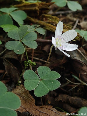 Кислица горная (Oxalis montana)