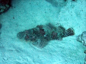 Scorpion Fish