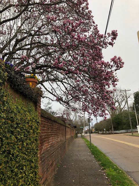 blossoms on tree above brick wall