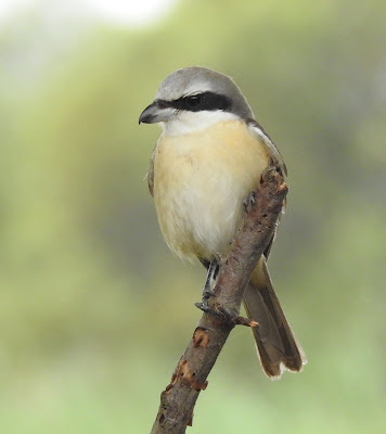 灰頭紅尾伯勞雄鳥