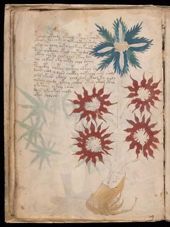 A close-up of the Voynich Manuscript, with intricate illustrations of plants and animals.