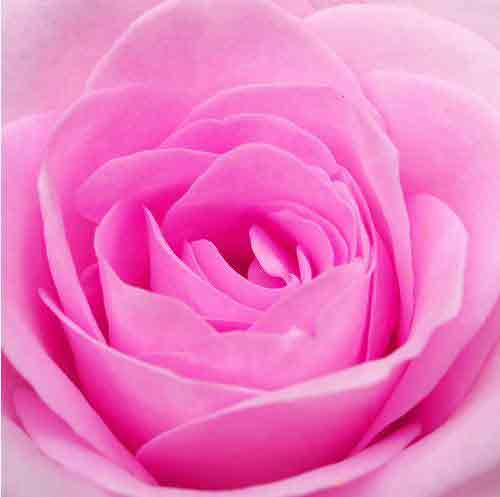 GO AMMA: Arti dari 6 Warna Bunga Mawar