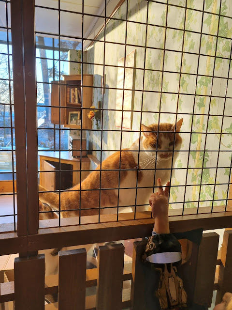 Cats at Skansen