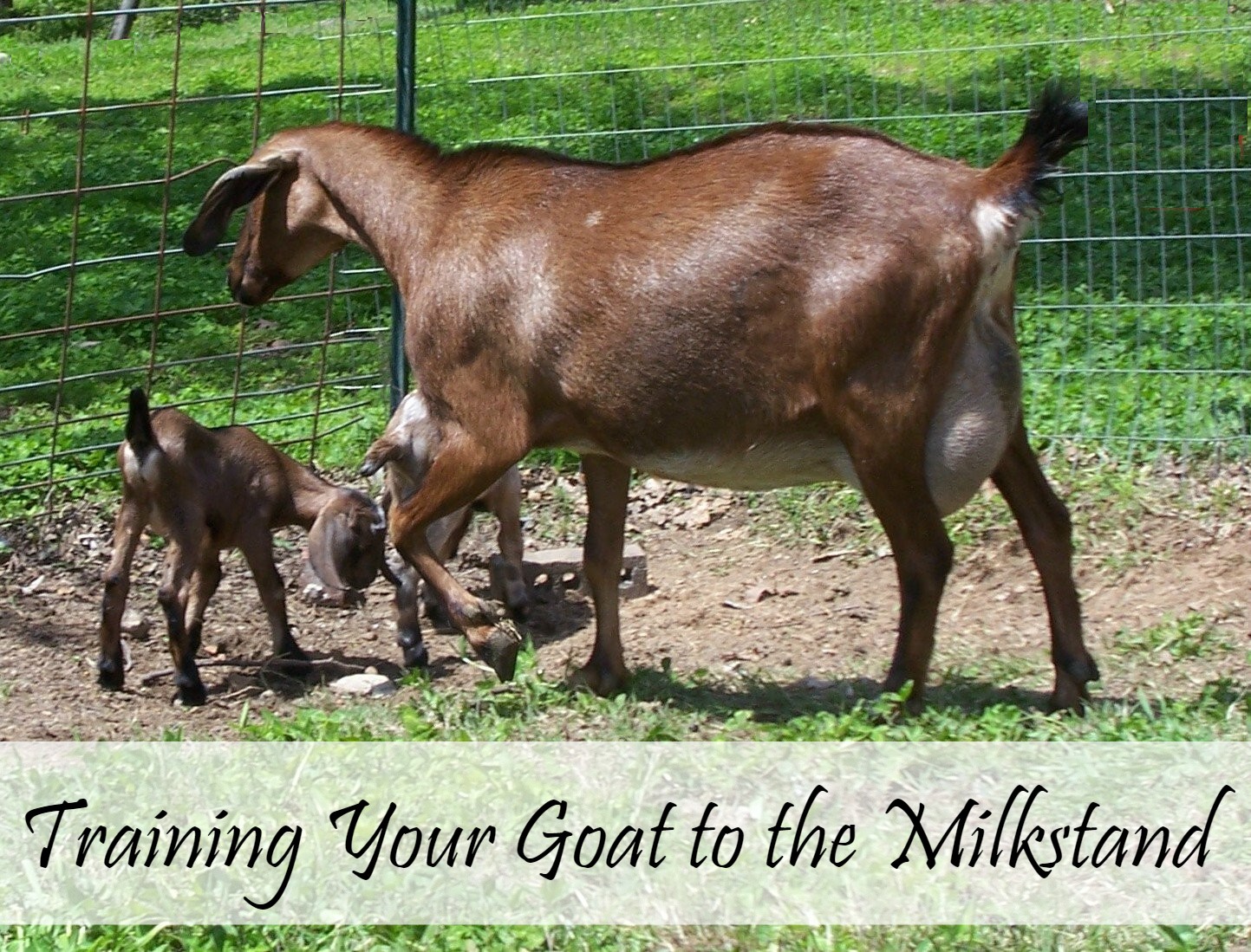 How to Train a Goat to Stand on the Milking Stand (8 Tips) - Oak Hill  Homestead
