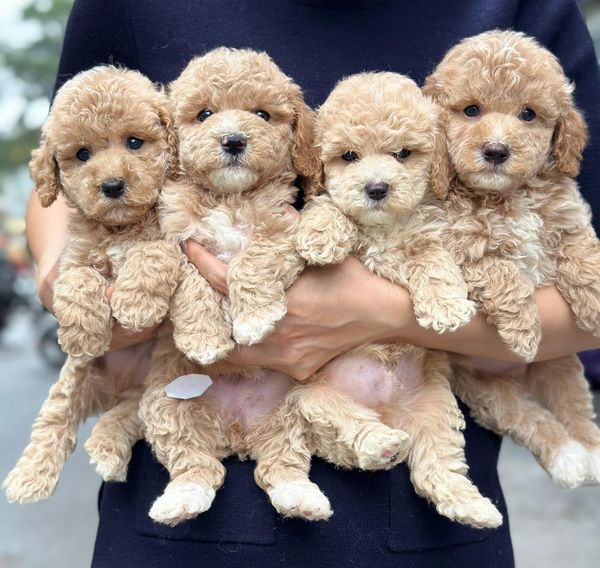 Những Chú Bé Poodle Mộng Mơ 