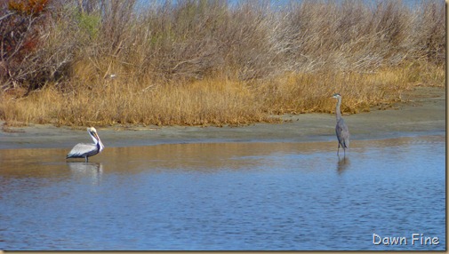 Pea Island NWR_062