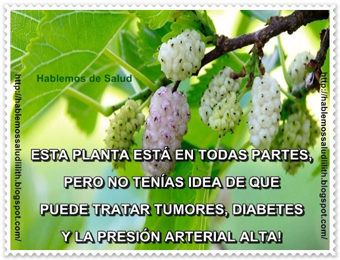 ESTA PLANTA ESTÁ EN TODAS PARTES, PERO NO TENÍAS IDEA DE QUE PUEDE TRATAR TUMORES, DIABETES Y LA PRESIÓN ARTERIAL ALTA!