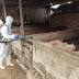 Productores acusan al Gobierno de mal manejo de peste porcina