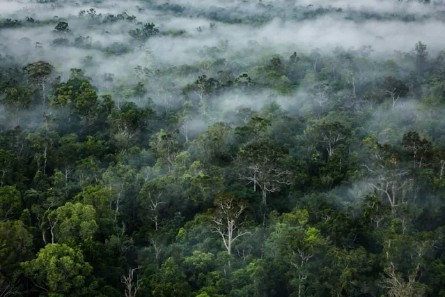 Gambar Menjelajah Kealamian Hutan Papua