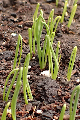 Onion seedlings