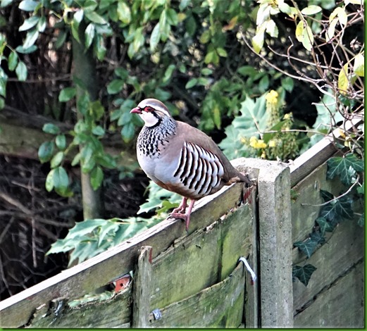 red legged partridge