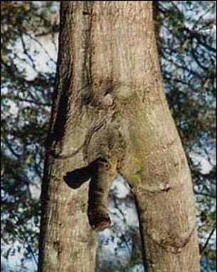 The NSFW Tree