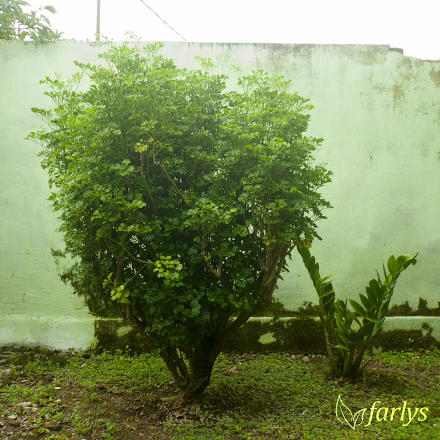 Bibit tanaman hias berdaun hijau Polyscias variegata leaf green (berdaun hijau) C