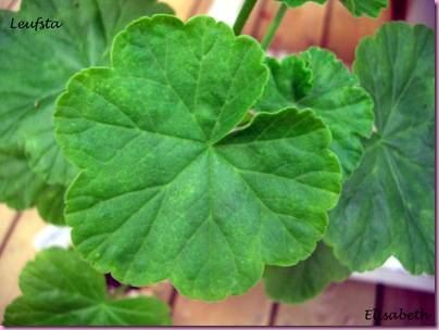 Pelargoner 09 016-1