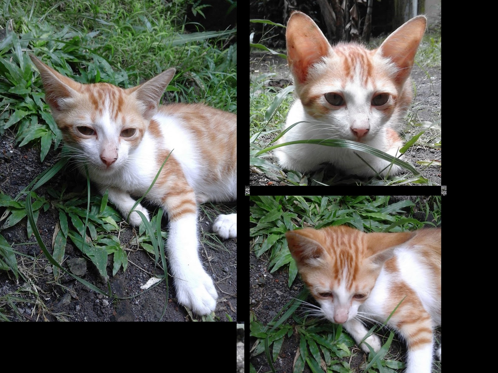 Corat-coret: Pengalaman Mengobati Luka Kucing Secara Alami