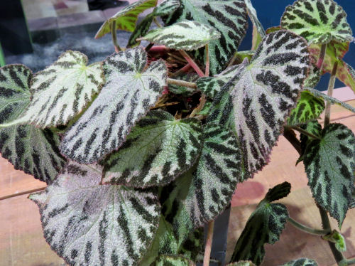 Philadelphia Flower Show 2019- begonia Silver Jewell