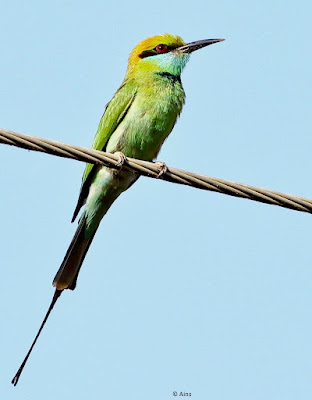 Green Bee-eater