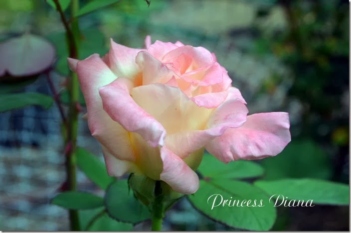 Princess Diana7
