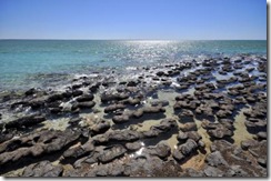 hamelin pool stromatolites 2
