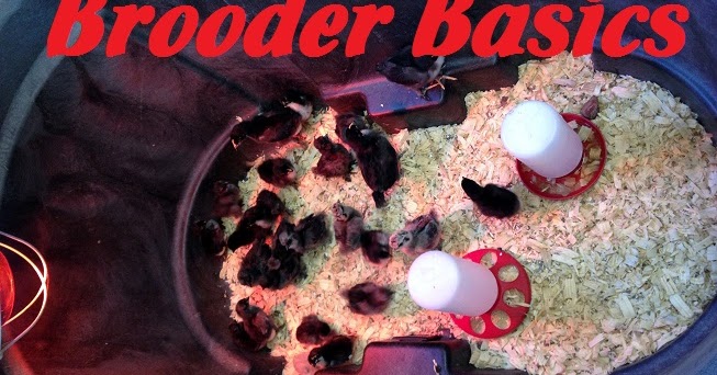 Murano Chicken Farm: Brooder Basics