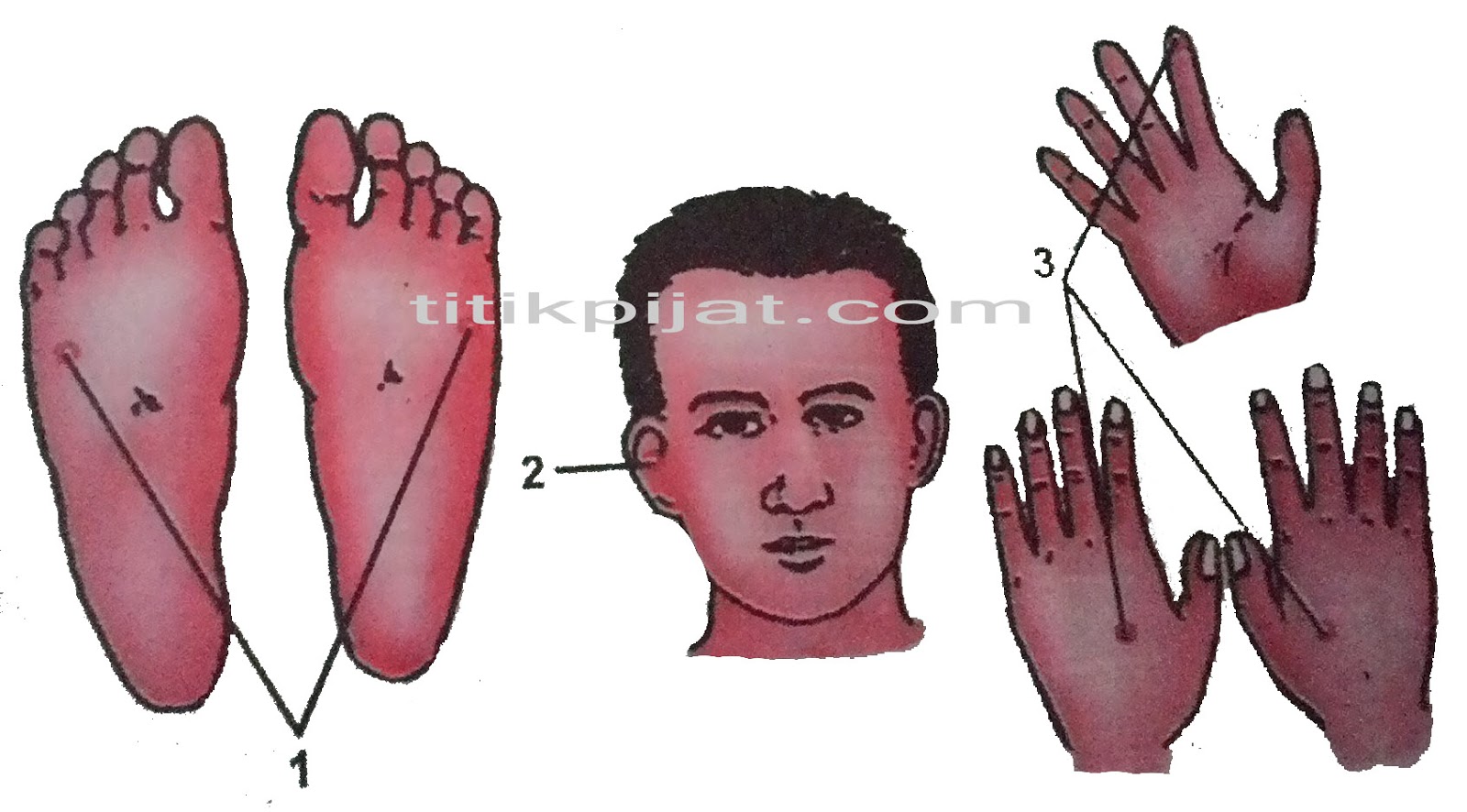 Titik Pijat Refleksi Sakit Pundak ~ Titik Pijat