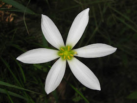 White Rain Lily-Zephyranthes candida