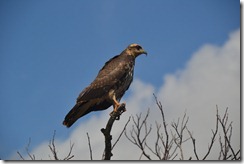 everglades 3100 (18)