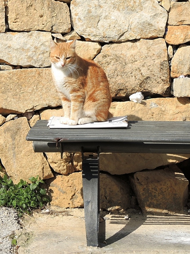 Malta: nog een laatste keer : katten!