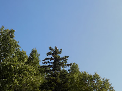 Eaglet Perched on Top of a Tall Pine