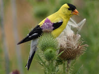Picture Of A Finch Bird