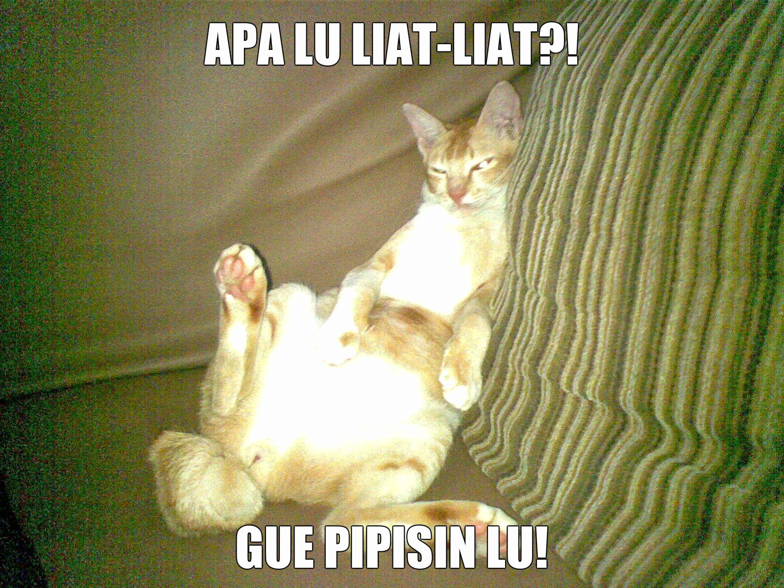 Gambar Meme Kucing Lewat Medsos Kini