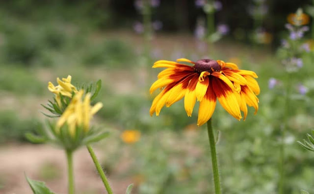 Rudbeckia Hirta Flowers Pictures