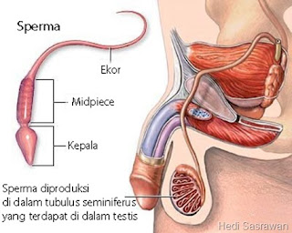   pada pembahasan kali ini kamu akan mengetahui bagaimana proses  pembentukan sperma  Proses Pembentukan Sperma (Spermatogenesis)