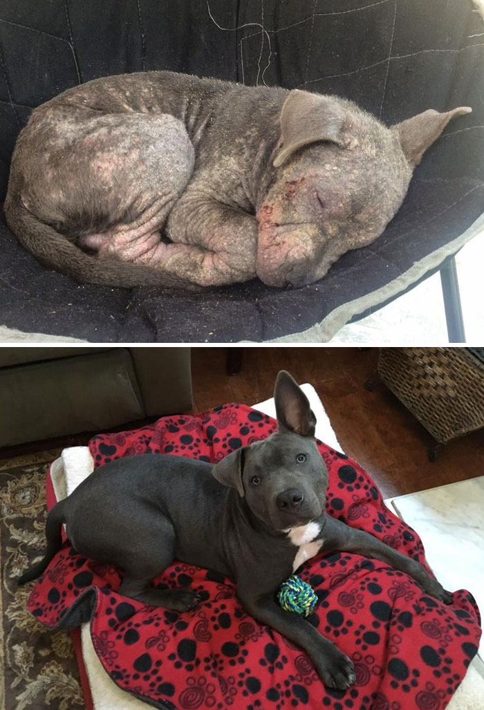 30 Heartwarming Before And After Pictures Of Dogs That Were Rescued And Finally Cared For