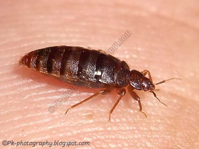 ... , Cultural, and Travel Photography Blog: What Do Bed Bugs Look Like