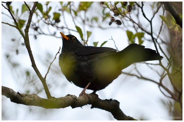 Kos zwyczajny (Turdus merula)