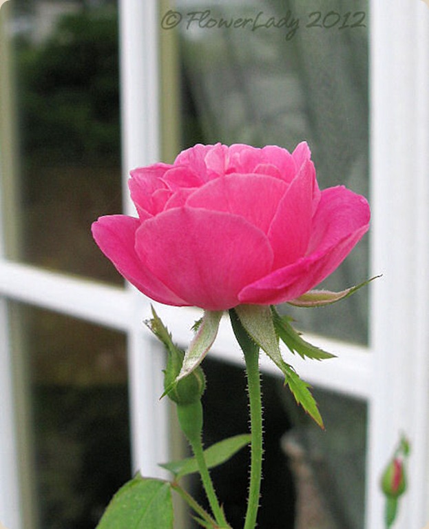 05-16-bon-silene